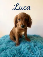 Luca, a male Miniature Goldendoodle for sale in Port Richey, FL – Photo 8 of 10