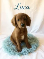 Luca, a male Miniature Goldendoodle for sale in Port Richey, FL – Photo 2 of 10