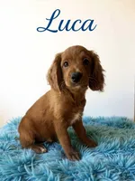 Luca, a male Miniature Goldendoodle for sale in Port Richey, FL – Photo 10 of 10