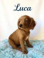 Luca, a male Miniature Goldendoodle for sale in Port Richey, FL – Photo 9 of 10