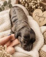 Pugsley, a male Miniature Dachshund for sale in Spring Hill, FL – 4 of 10