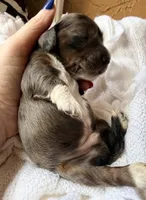 Pugsley, a male Miniature Dachshund for sale in Spring Hill, FL – 3 of 10