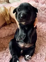 Selene (purple) , a female Miniature Bernedoodle and Miniature Aussiedoodle for sale in Spring Hill, FL – 5 of 10