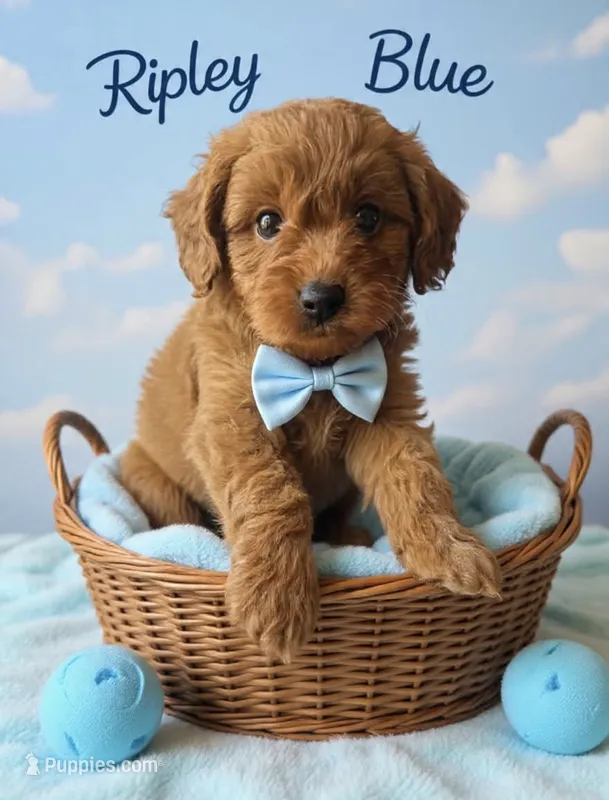Ripley  – Miniature Goldendoodle puppy on hold in Spring Hill, FL