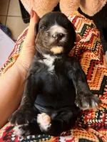 Liberty, a female Miniature Bernedoodle for sale in Spring Hill, FL – 6 of 10
