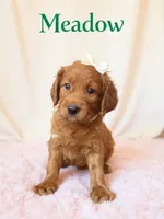Meadow, a female Goldendoodle and Miniature Goldendoodle for sale in Spring Hill, FL – 4 of 10