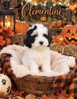 Clementine, a female Miniature Bernedoodle and Miniature Goldendoodle for sale in Spring Hill, FL – 2 of 10
