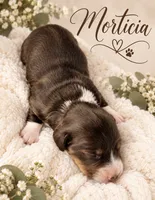 Morticia, a female Miniature Dachshund for sale in Spring Hill, FL – 6 of 10