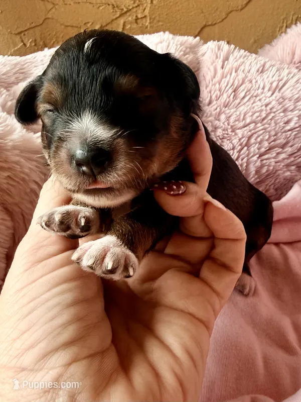 Sable  – Poodle - Toy , Toy Australian Shepherd puppy for sale in Spring Hill, FL