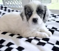 Edgar -one blue eye , a male Cavapoo for sale in Spring Hill, FL – 3 of 10