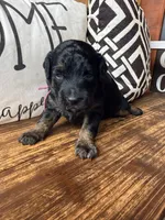 Vega, a female Miniature Bernedoodle and Miniature Aussiedoodle for sale in Spring Hill, FL – 5 of 7