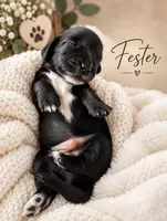 Fester , a male Miniature Dachshund for sale in Spring Hill, FL – 2 of 10