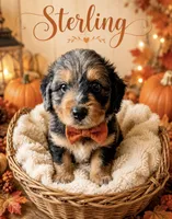 Sterling (Toy), a male Miniature Aussiedoodle for sale in Spring Hill, FL – 5 of 10