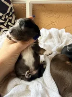 Pugsley, a male Miniature Dachshund for sale in Spring Hill, FL – 2 of 10