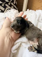 Pugsley, a male Miniature Dachshund for sale in Spring Hill, FL – 6 of 10