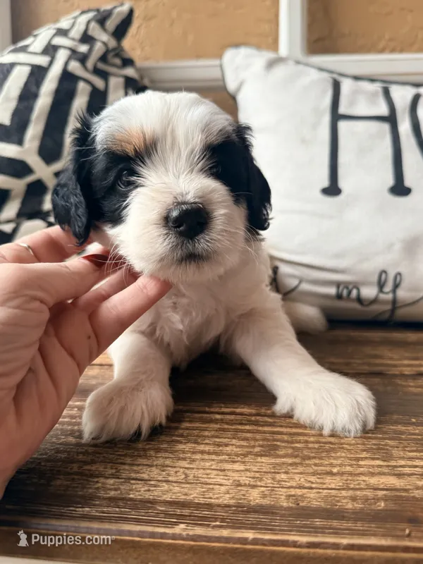 Black collar  – Miniature Bernedoodle, Miniature Goldendoodle puppy for sale in Spring Hill, FL