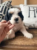 Clementine (black) , a female Miniature Bernedoodle and Miniature Goldendoodle for sale in Spring Hill, FL – 4 of 10