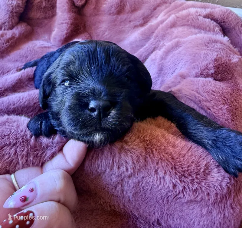 Jackson – Miniature Bernedoodle puppy for sale in Spring Hill, FL
