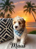 Maui, a male Cockapoo and Cocker Spaniel for sale in Spring Hill, FL – 5 of 10
