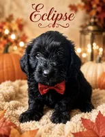 Eclipse , a male Miniature Bernedoodle and Miniature Aussiedoodle for sale in Spring Hill, FL – 3 of 10