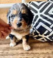 Sterling (Toy), a male Miniature Aussiedoodle for sale in Spring Hill, FL – 3 of 10