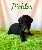 Pickles , a male Miniature Goldendoodle for sale in Spring Hill, FL – 2 of 10