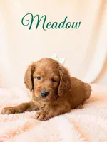 Meadow, a female Goldendoodle and Miniature Goldendoodle for sale in Spring Hill, FL – 2 of 10