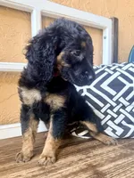 Vega, a female Miniature Bernedoodle and Miniature Aussiedoodle for sale in Spring Hill, FL – 3 of 10