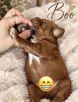 Boo, a male Miniature Goldendoodle for sale in Spring Hill, FL – 2 of 8