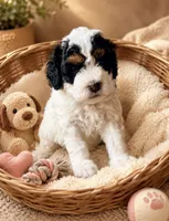 Claudia orange, a female Poodle - Toy  and Miniature Bernedoodle for sale in Spring Hill, FL – 3 of 10