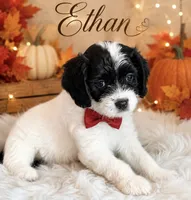 Ethan , a male Cavapoo for sale in Spring Hill, FL – 4 of 10
