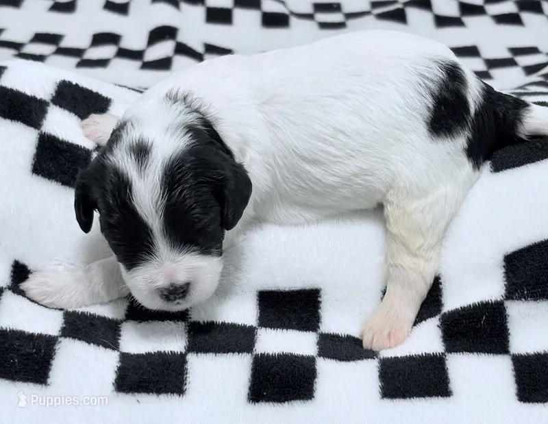 Ethan  – Cavapoo puppy for sale in Spring Hill, FL