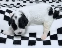 Ethan , a male Cavapoo for sale in Spring Hill, FL – 1 of 10