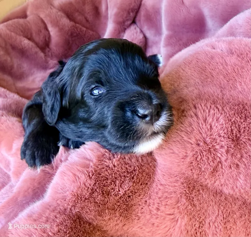 Lincoln – Miniature Bernedoodle puppy for sale in Spring Hill, FL
