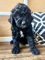 Reagan, a female Miniature Bernedoodle for sale in Spring Hill, FL – 6 of 10