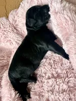 Raven , a female Miniature Bernedoodle and Miniature Aussiedoodle for sale in Spring Hill, FL – 5 of 6