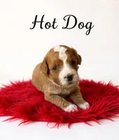 Hot dog, a male Miniature Goldendoodle for sale in Spring Hill, FL – 6 of 10
