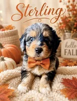 Sterling (Toy), a male Miniature Aussiedoodle for sale in Spring Hill, FL – 6 of 10