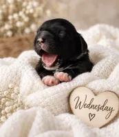 Wednesday , a female Miniature Dachshund for sale in Spring Hill, FL – 2 of 10