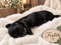 Fester , a male Miniature Dachshund for sale in Spring Hill, FL – 8 of 10