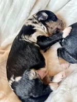 Slate , a male Toy Australian Shepherd and Miniature Aussiedoodle for sale in Spring Hill, FL – 10 of 10