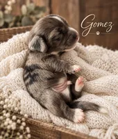 Gomez, a male Miniature Dachshund for sale in Spring Hill, FL – 7 of 10