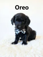 Oreo, a male Goldendoodle for sale in Spring Hill, FL – 5 of 10