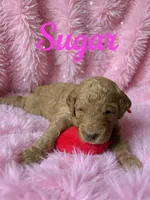 Sugar , a female Goldendoodle for sale in Port Richey, FL – 2 of 7