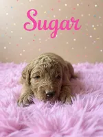 Sugar , a female Goldendoodle for sale in Port Richey, FL – 3 of 7