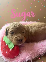 Sugar , a female Goldendoodle for sale in Port Richey, FL – 5 of 7