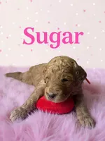 Sugar , a female Goldendoodle for sale in Port Richey, FL – 6 of 7