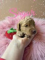 Sugar , a female Goldendoodle for sale in Port Richey, FL – 7 of 7