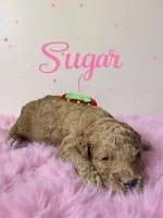 Sugar , a female Goldendoodle for sale in Port Richey, FL – 4 of 7