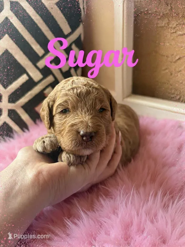 Sugar  – Goldendoodle puppy for sale in Port Richey, FL